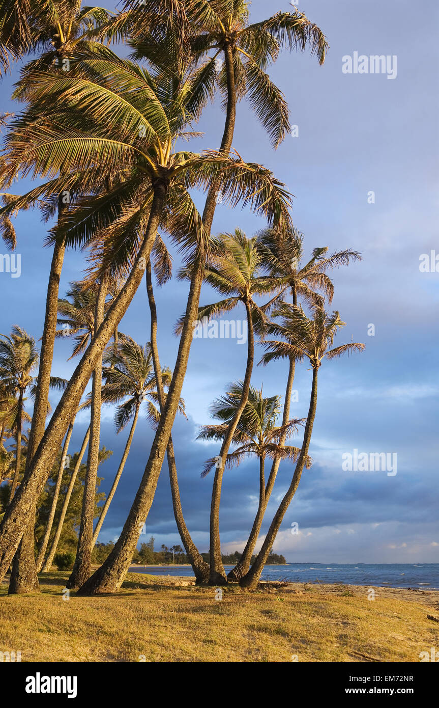Ee.Uu., las Islas de Hawaii, Punalu'u Beach Park; Barlovento, cocoteros a lo largo de la orilla Foto de stock