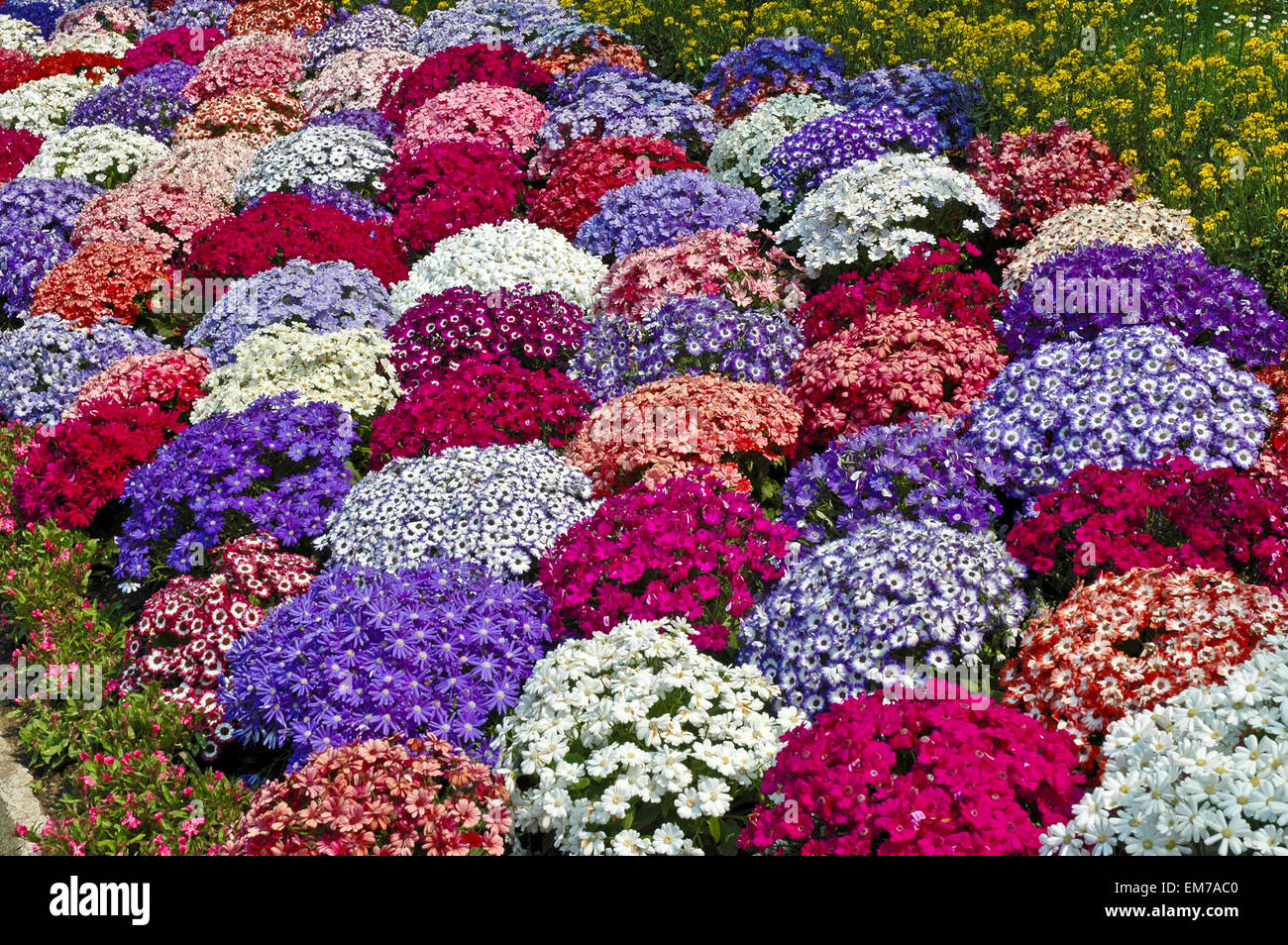 Explosión de color, detalle de flores en primavera Foto de stock