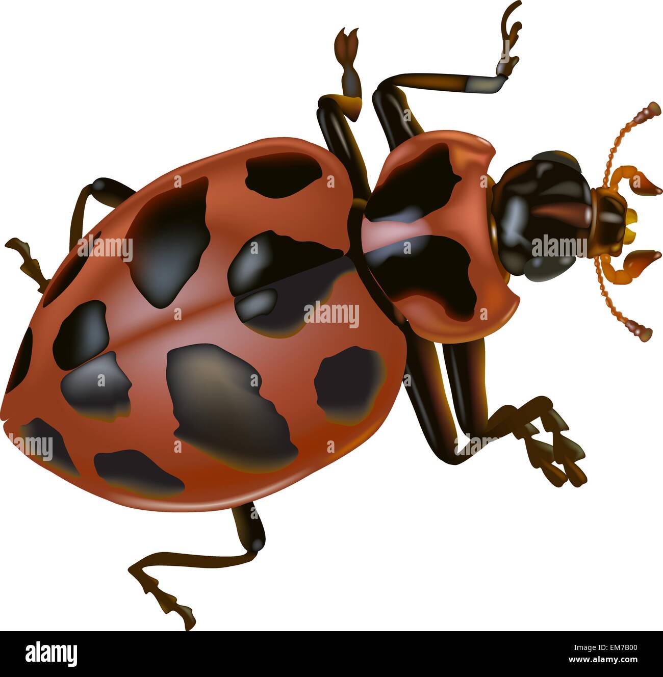 Manchada de Lady Beetle Ilustración del Vector