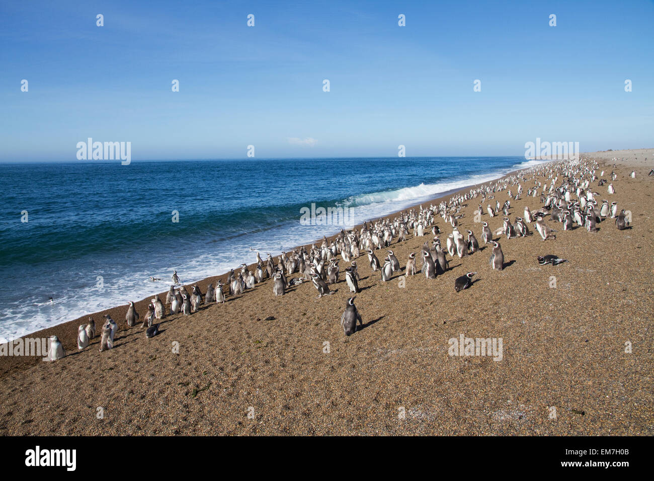 Pingüinos de Magallanes (Spheniscus magellanicus) en San Lorenzo