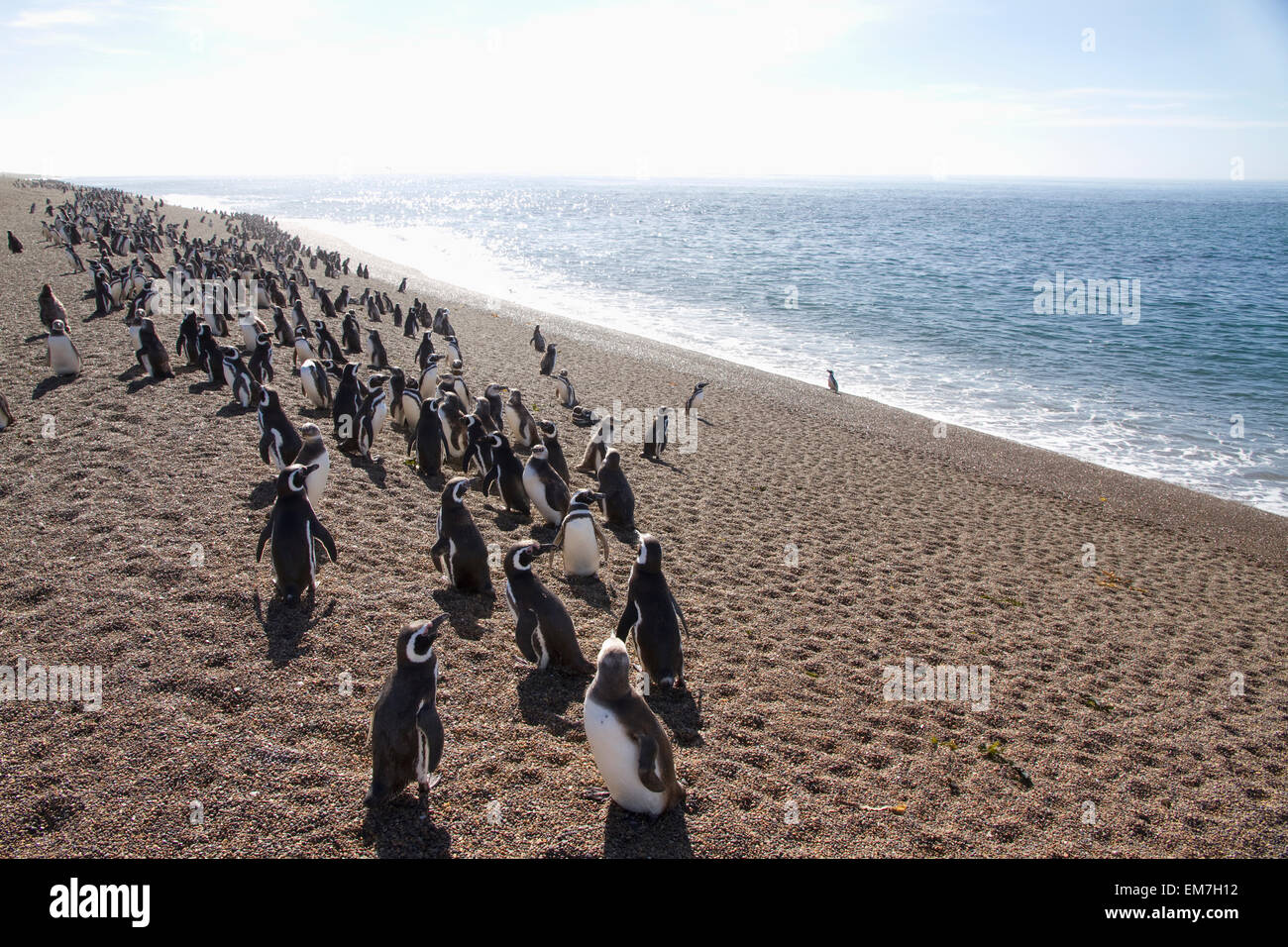 Pingüinos de Magallanes (Spheniscus magellanicus) en San Lorenzo