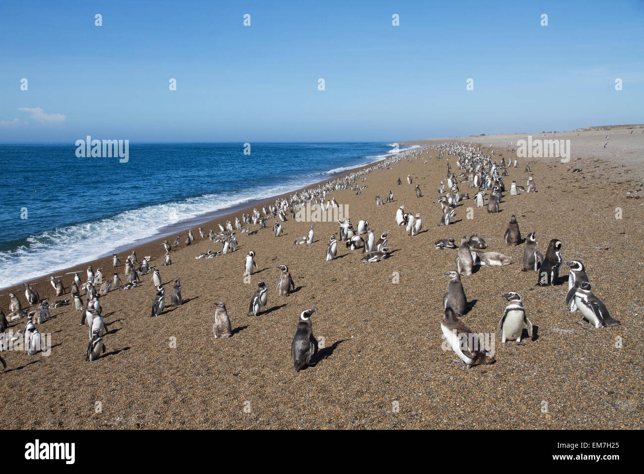Pingüinos de Magallanes (Spheniscus magellanicus) en San Lorenzo