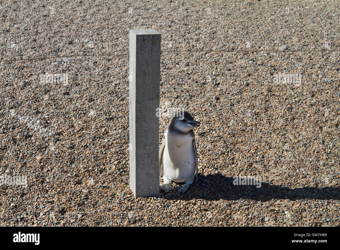 Pingüinos de Magallanes (Spheniscus magellanicus) en San Lorenzo
