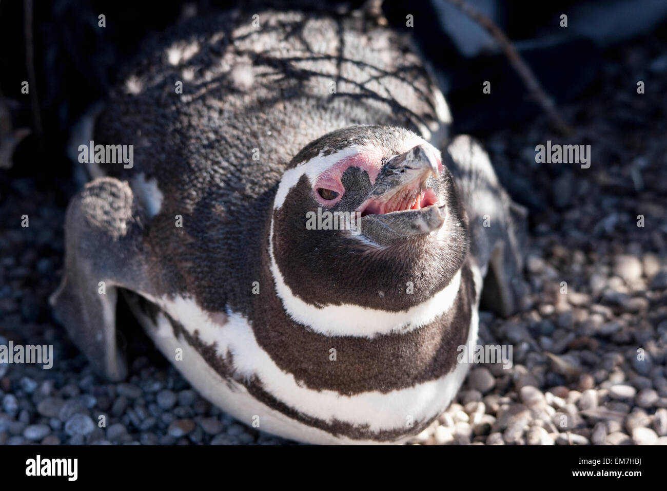 Pingüinos de Magallanes (Spheniscus magellanicus) en San Lorenzo