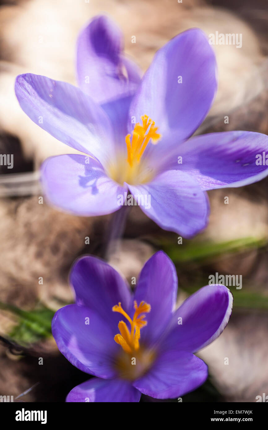 Cerca del Crocus minimus con espiral bokeh Foto de stock