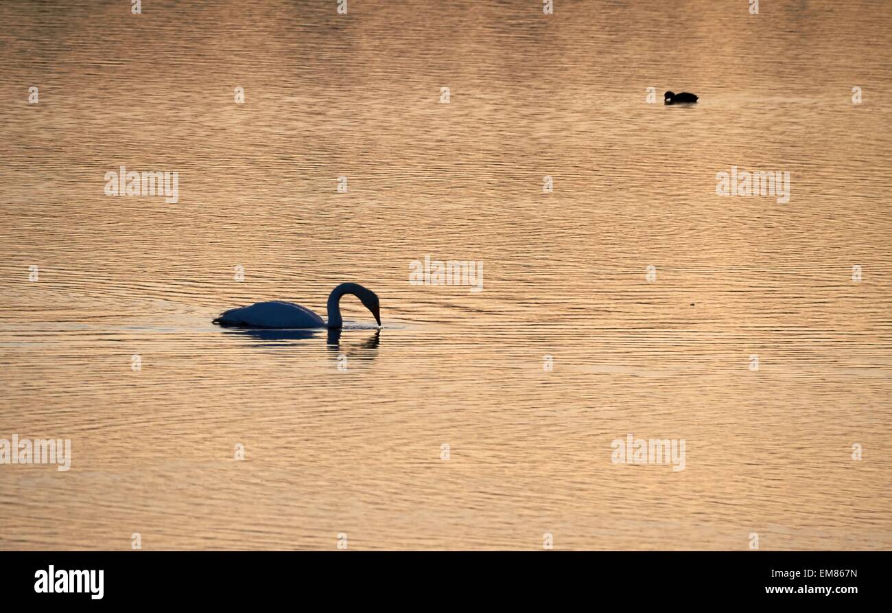 Natación slihouette swan en la mañana la luz del sol naciente. Foto de stock