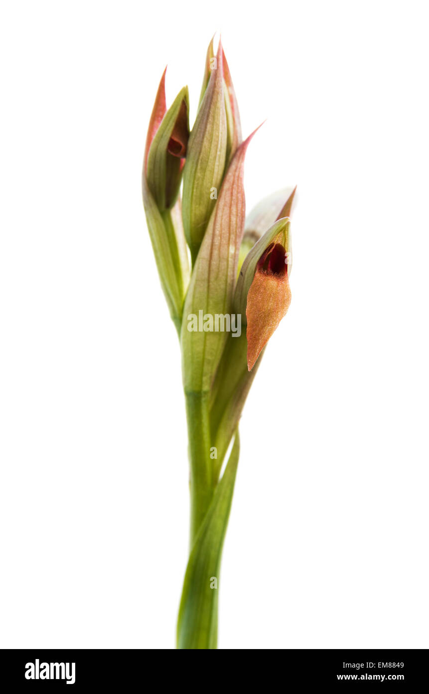 Flor pequeña lengüeta - Orquídea Serapias parviflora Foto de stock