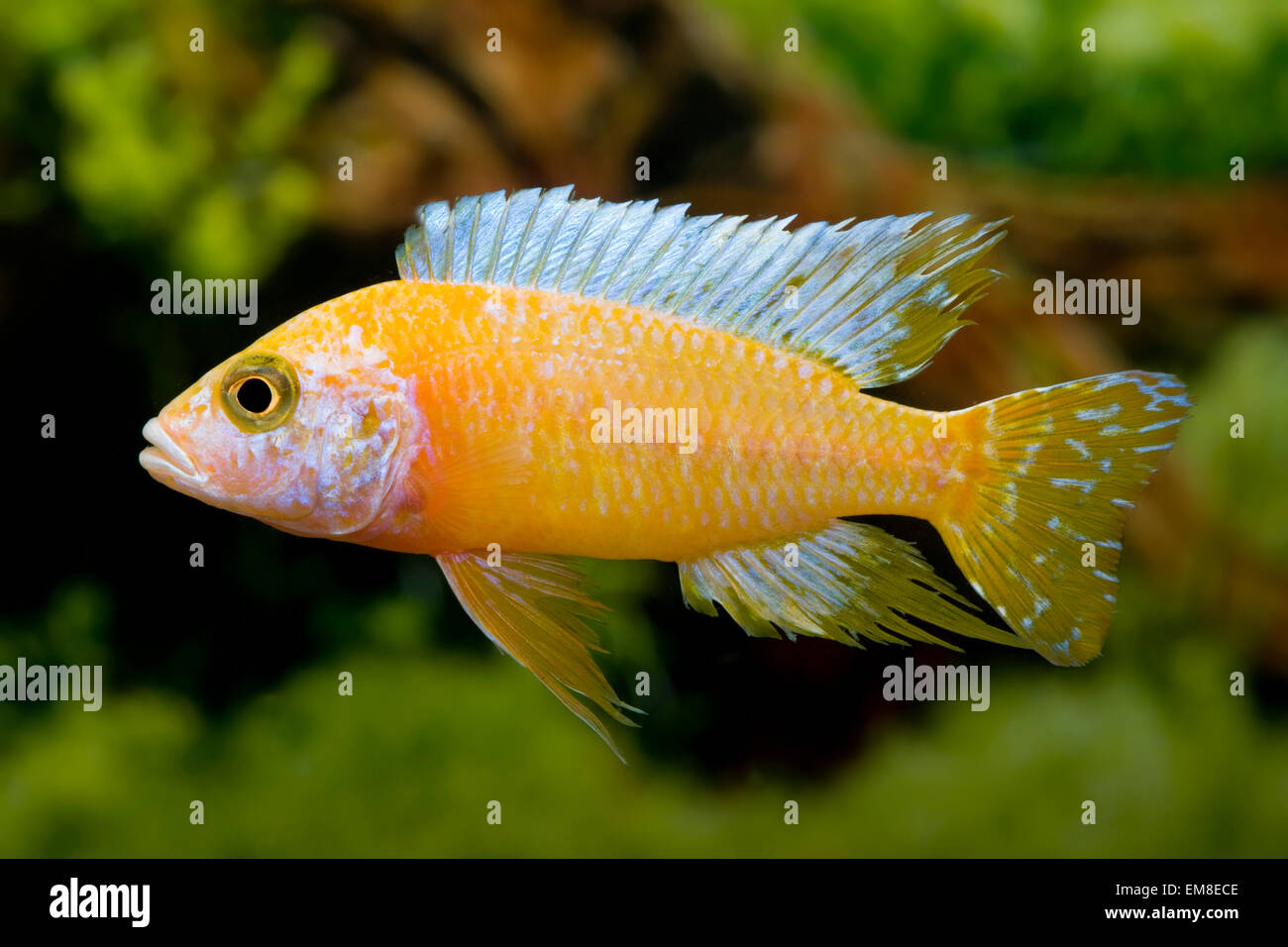 Aulonocara nyassae Albino,Kaiserbuntbarsch,emperador cichlid Fotografía