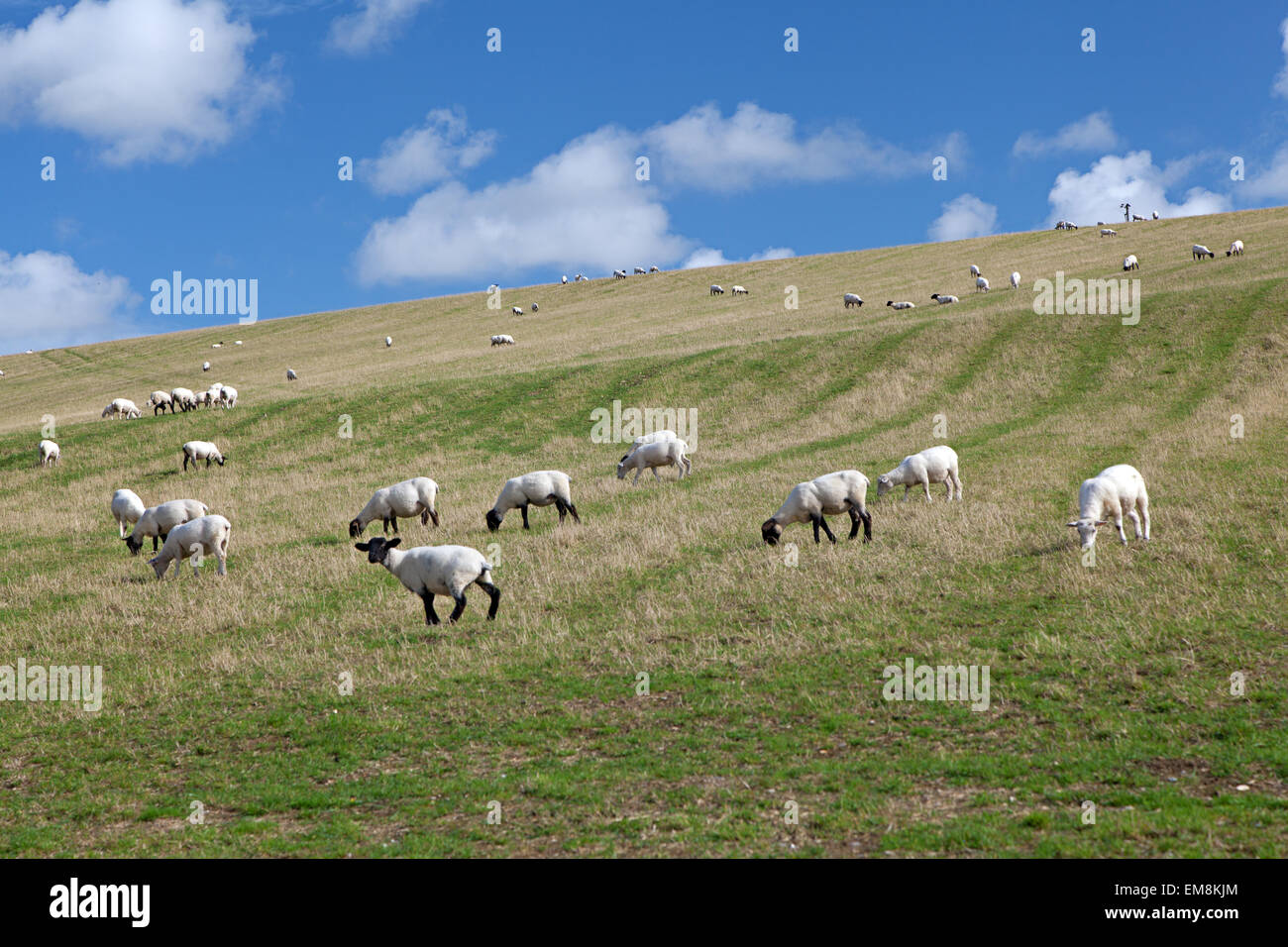 Paisaje rural inglés : ovejas pastando en un campo verde Foto de stock
