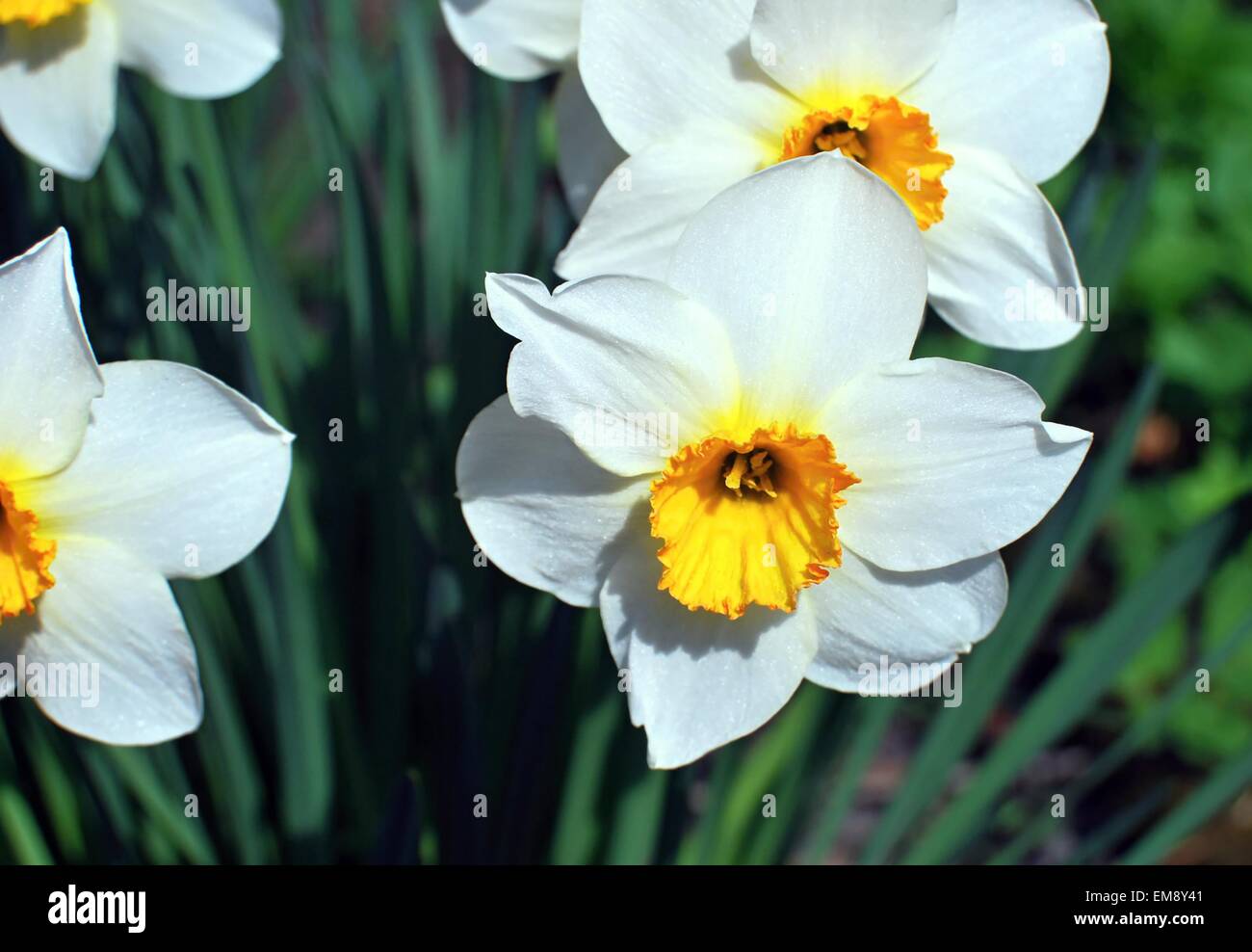 Narciso flores Foto de stock