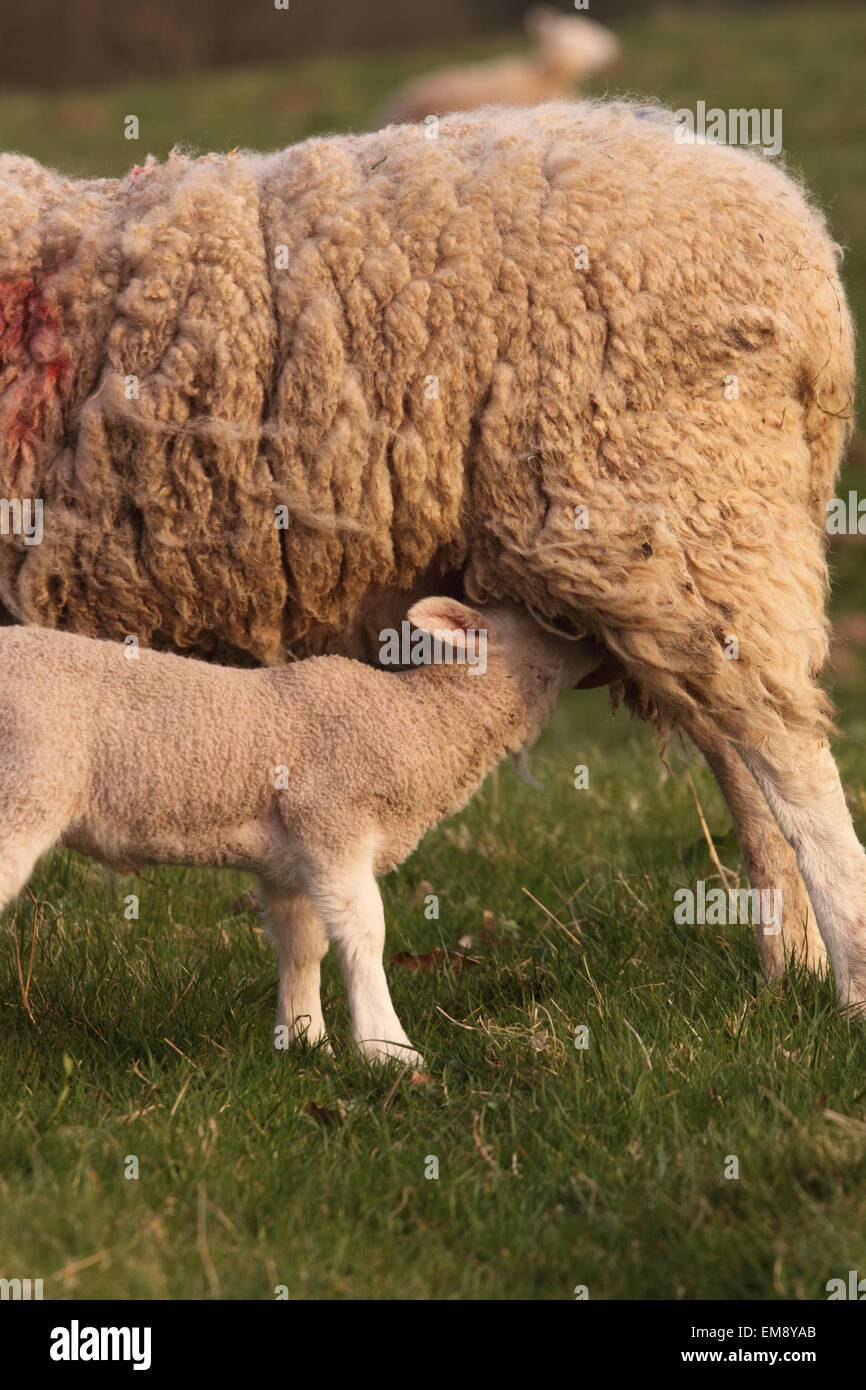 Alimentación de cordero de la madre oveja las ovejas en primavera de abril Herefordshire UK Foto de stock