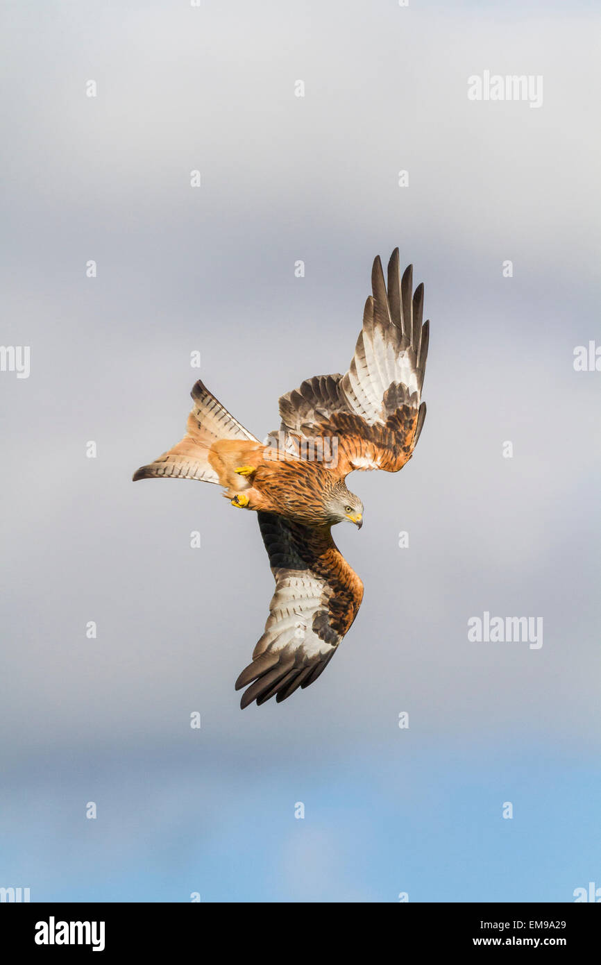 Solo Rojo Milvus milvus Kite Buceo con ala y cola estirado, Powys, Gales. Foto de stock