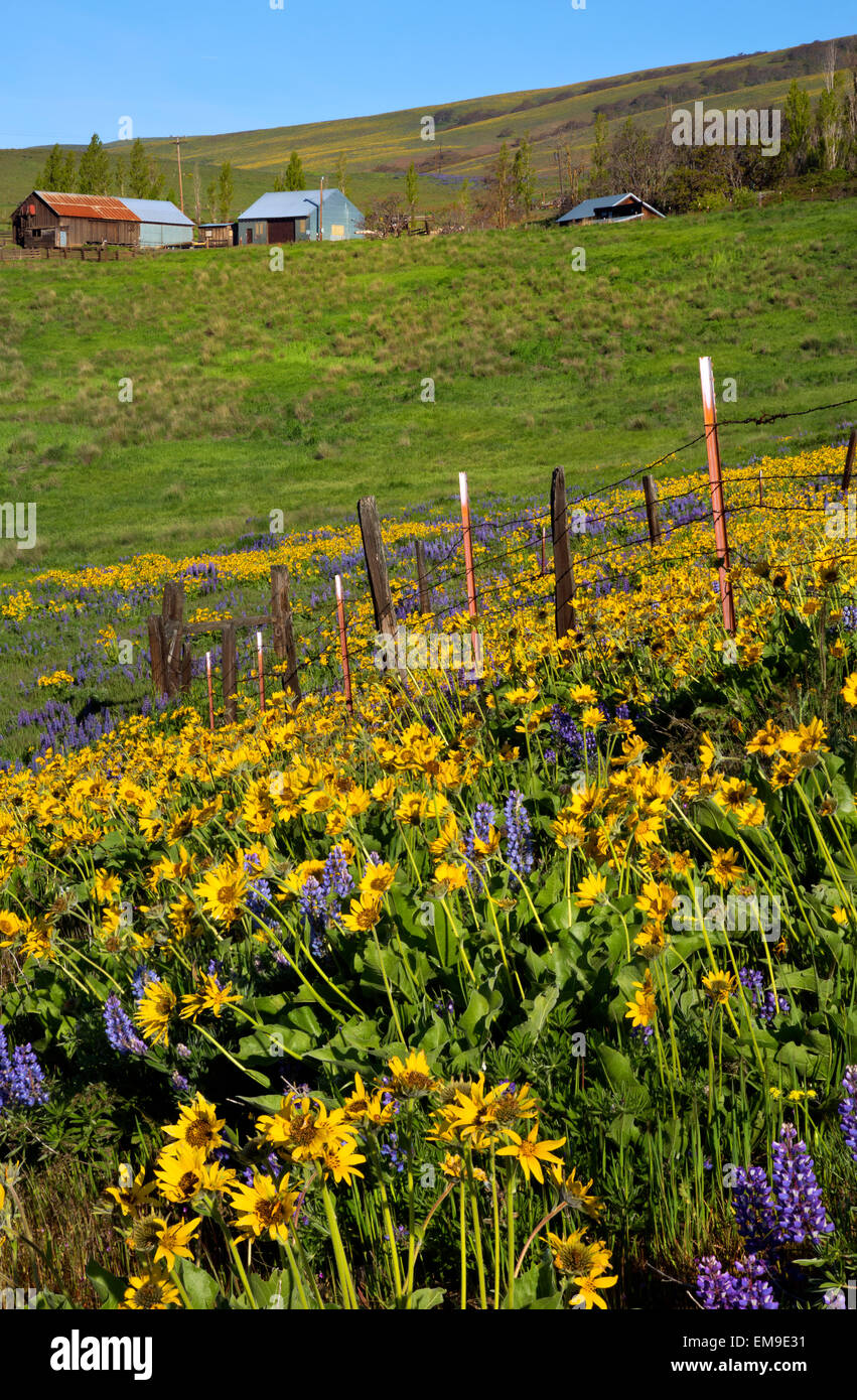 WASHINGTON - Valla en pradera cubierta con balsamroot y lupino en el área de Mountain Ranch Dalles de Columbia Hills State Park. Foto de stock