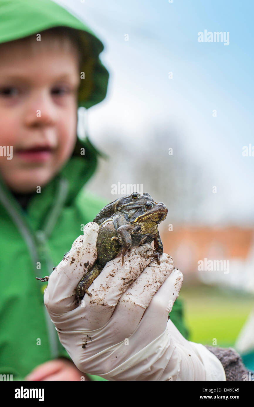 Persona sosteniendo el par de ranas marrón común europeo (Rana temporaria) en mano para mostrar niño Foto de stock