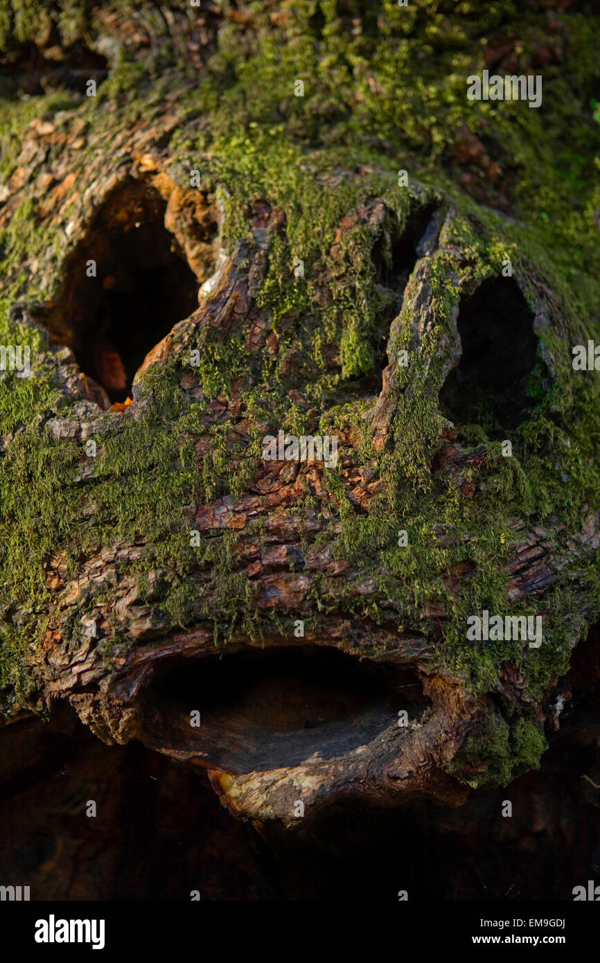 Extremidad forma reptil cicatriz en el tronco de un árbol, San Martín de Trevejo, Cáceres, España Foto de stock