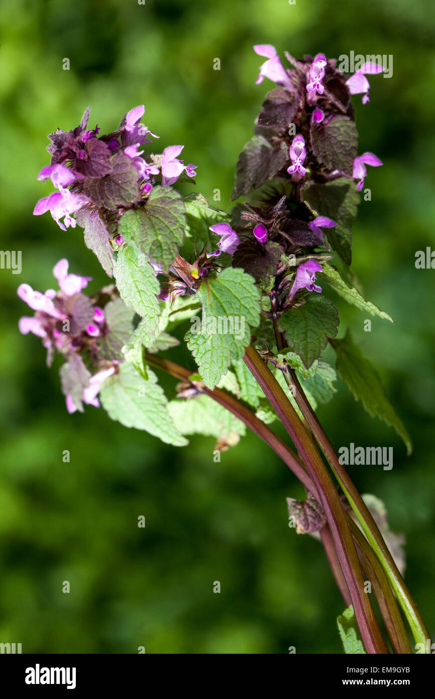 Flores de ortiga fotografías e imágenes de alta resolución - Alamy