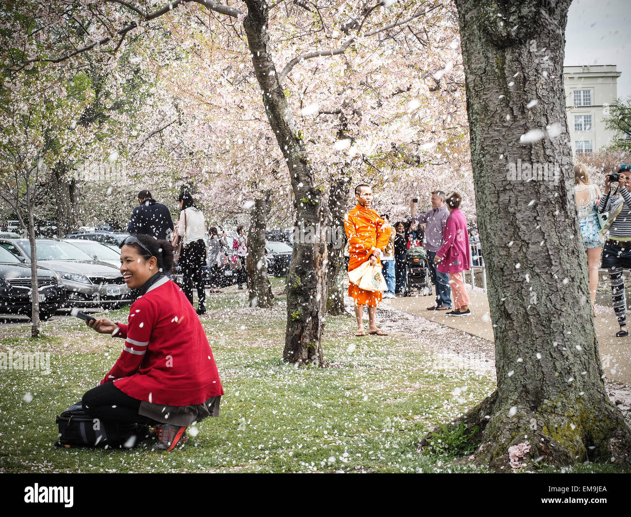 Washington DC, 15 de abril de 2015. Las flores caen del árbol como la nieve como la gente disfruta del último de los cerezos en Washington DC. El pico de Bloom era el domingo 12 de abril, el miércoles 15 de abril fueron las flores que caen de los árboles. Crédito: Jim DeLillo/Alamy Live News Foto de stock