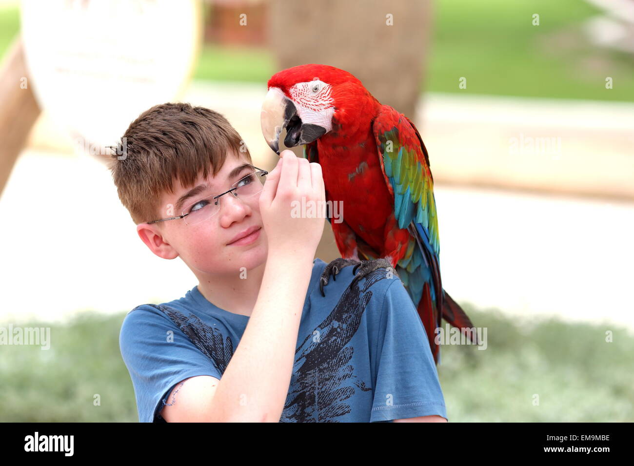 Guacamayo de alas verdes en un hombro del muchacho en Al Areen Wildlife Park, Reino de Bahrein Foto de stock