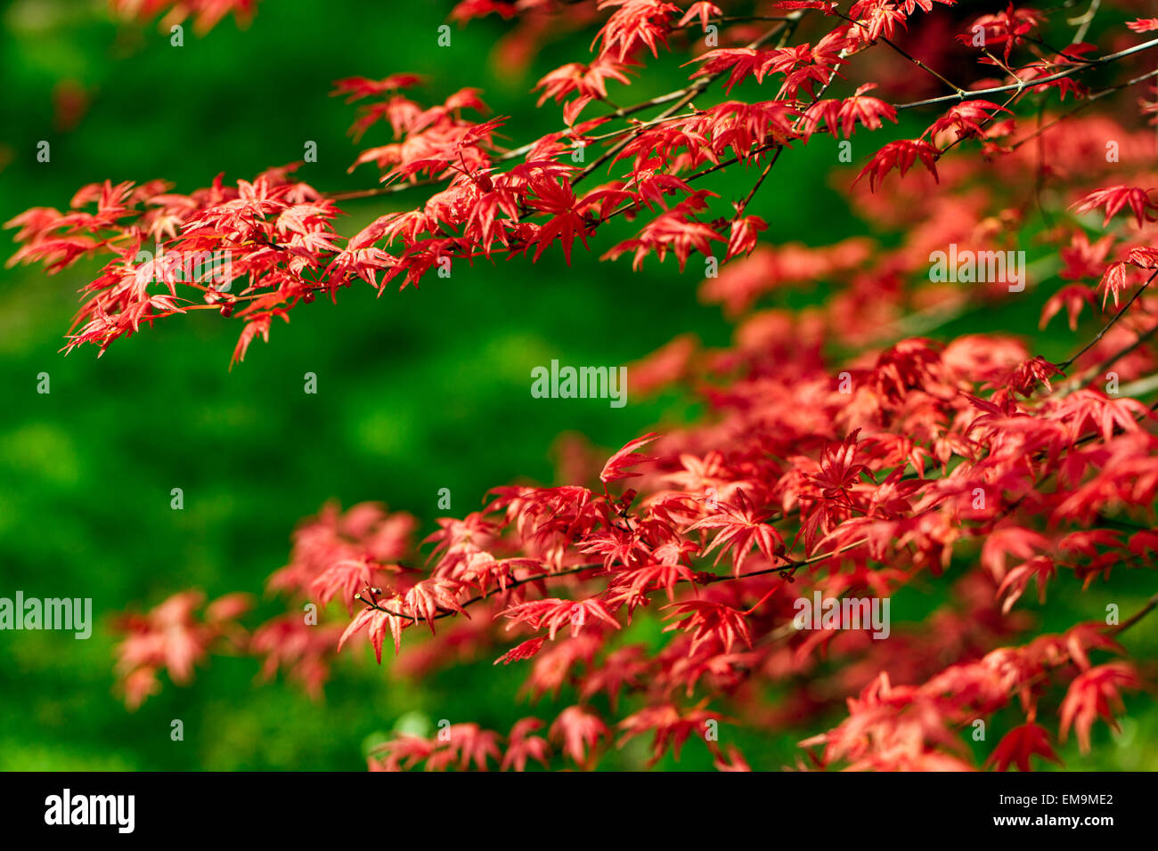 De arce japonés Acer palmatum Corallinum, nueva primavera fresca sale Foto de stock