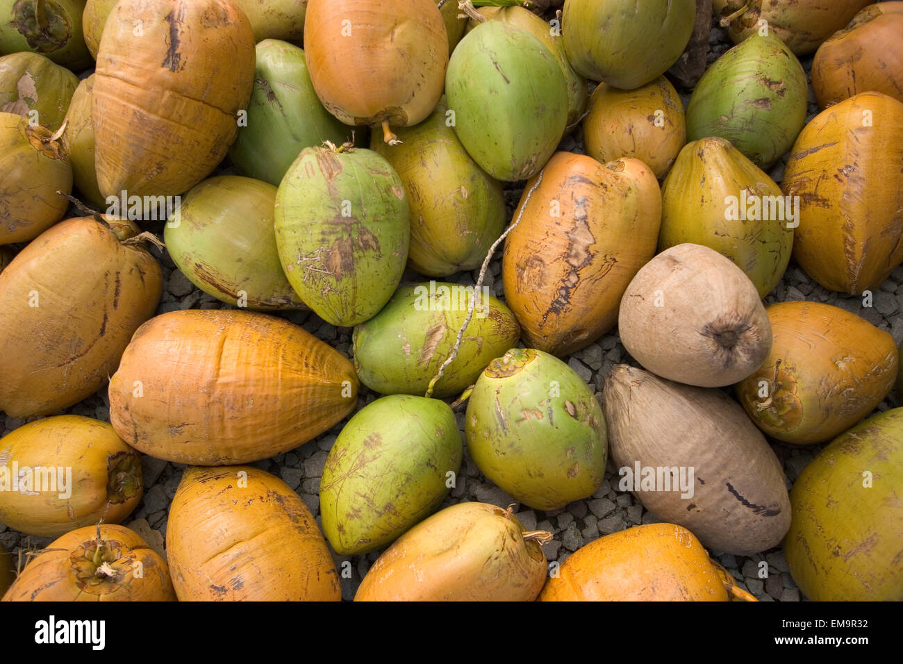 Hawaii, Isla Grande, Hilo, en primer plano para la venta de cocos en un céntrico mercado de agricultores. Foto de stock