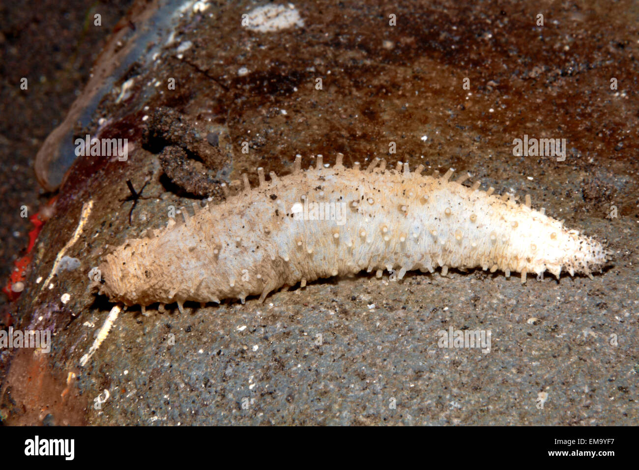 Las holoturias o pepinos de mar, posiblemente Labidodemas semperianum. Encontrado en la arena debajo de una roca. Tamaño de 50mm. Tulamben, Bali, Indonesia Foto de stock