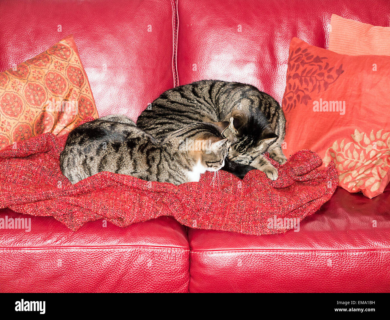 Gatos cudling junto al sofá rojo Foto de stock