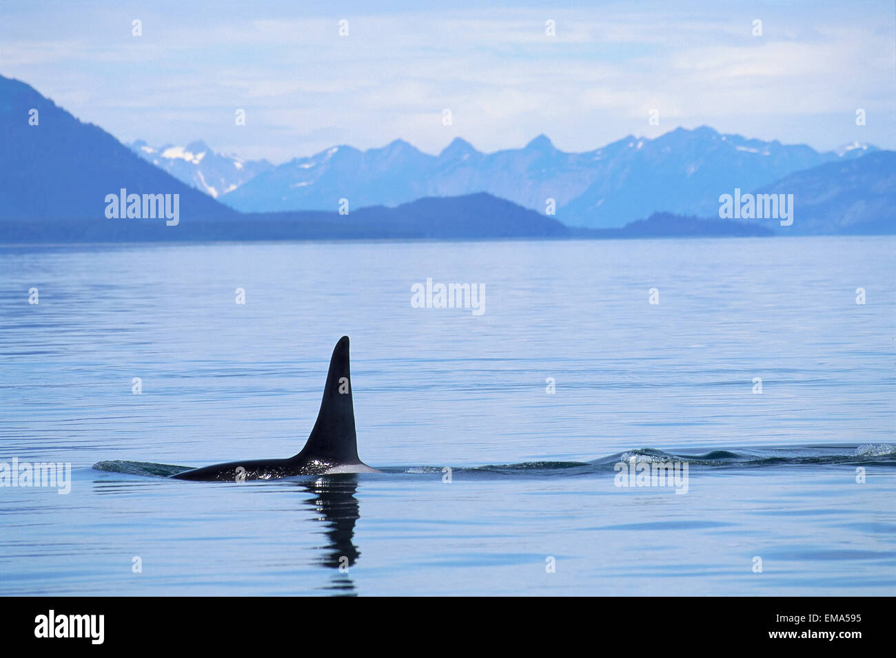 Alaska, Frederick Sound, dentro del pasaje, la observación de ballenas desde el bote, detrás de la gente A95A Foto de stock