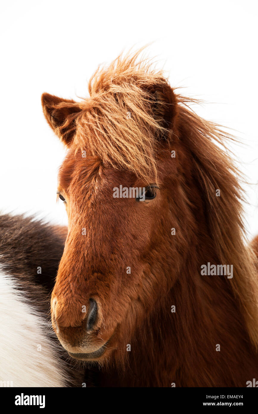 Retrato de un caballo islandés con una melena marrón en una manada Foto de stock