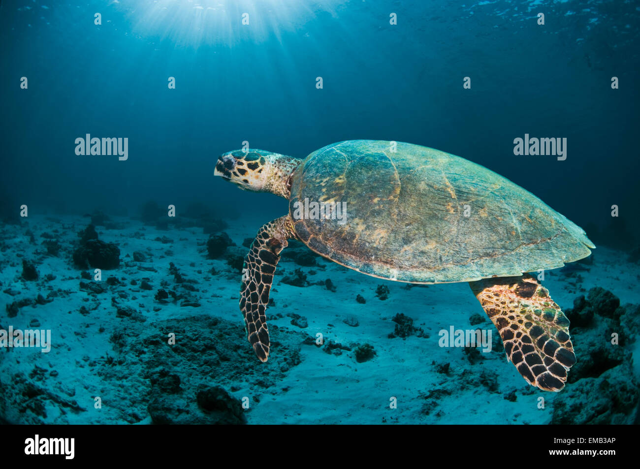 La tortuga carey (Eretmochelys imbricata). Mar de Andamán, Tailandia. Foto de stock