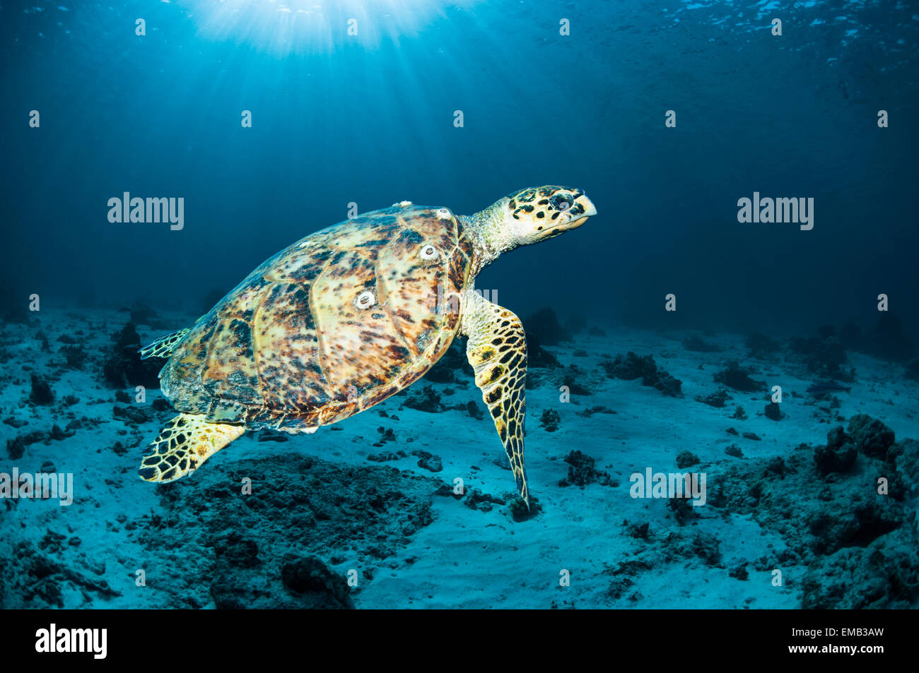 Carey (Eremochelys imbricata). Egipto, el Mar Rojo. Foto de stock