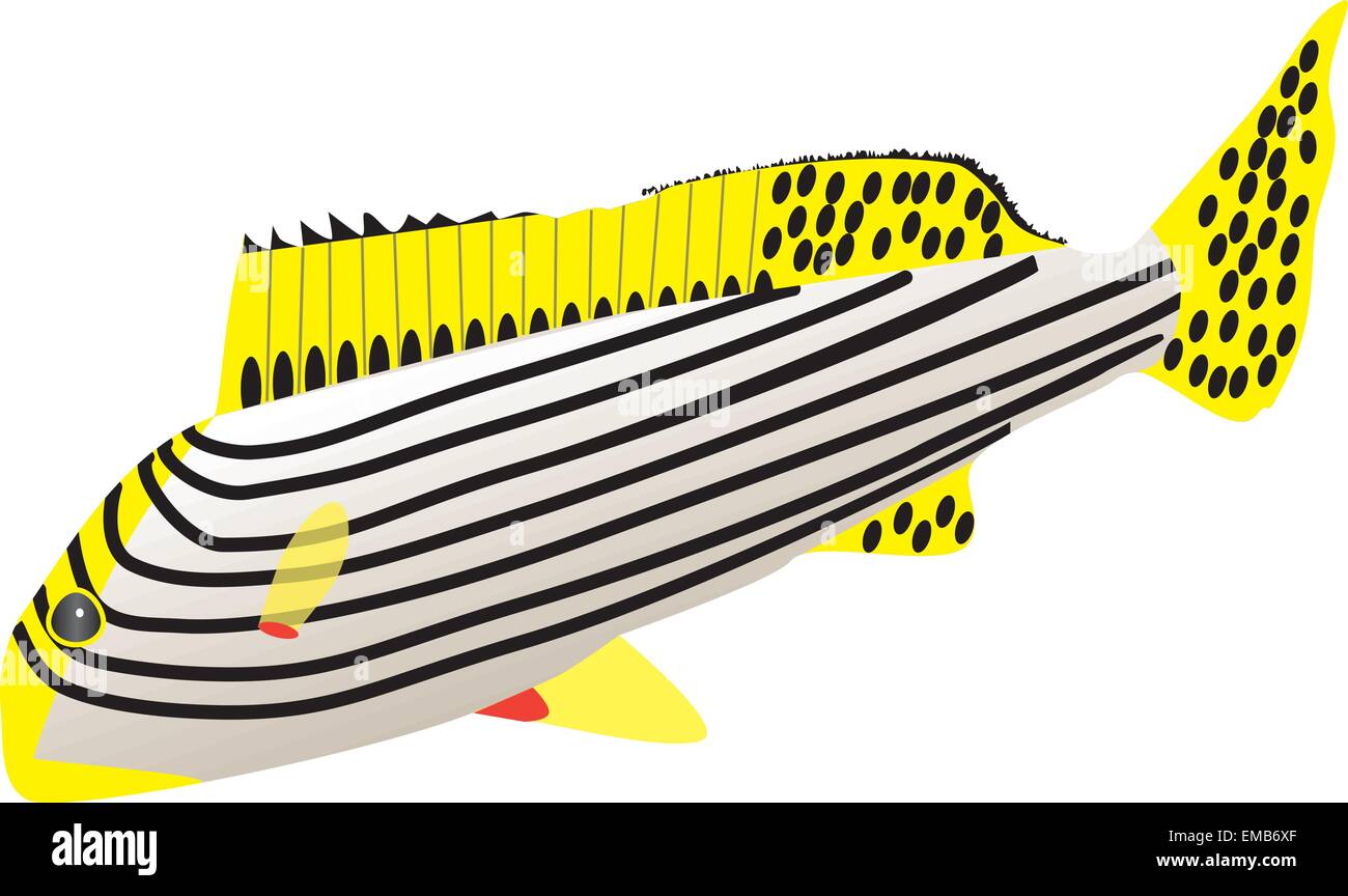 Una ilustración vectorial de un pescado Sweetlips Orientales Plectorhinchus orientalis aislado en blanco Ilustración del Vector