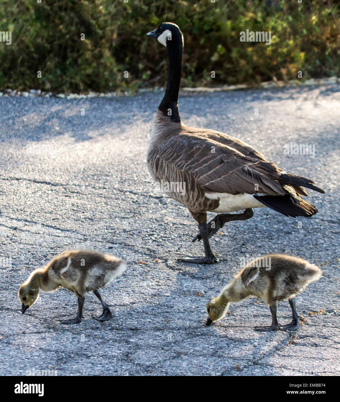 Ganso de Canadá (Branta canadensis) durante la caminata por la mañana con dos goslings. Foto de stock