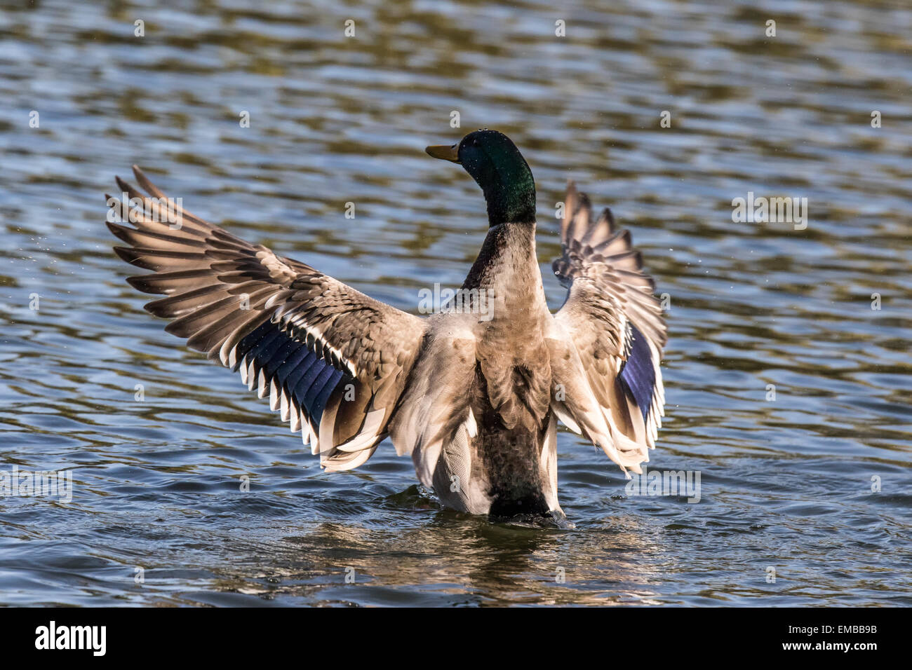 MALARD pato (Anas platyrhynchos) batir las alas en el estanque. Foto de stock