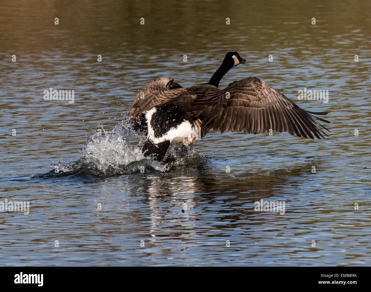 Canadá Goose corriendo por el agua, ya que se prepara para despegar. Foto de stock