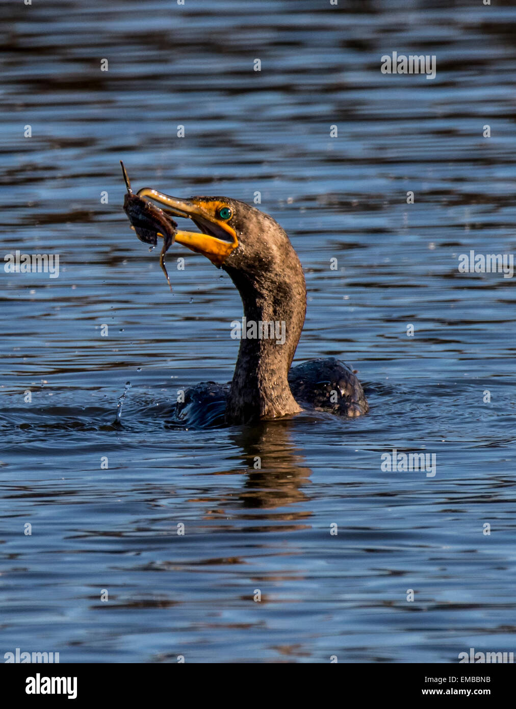 Cormorán de doble cresta (Phalacrocorax auritus) la natación y la pesca en el lago pequeño Foto de stock