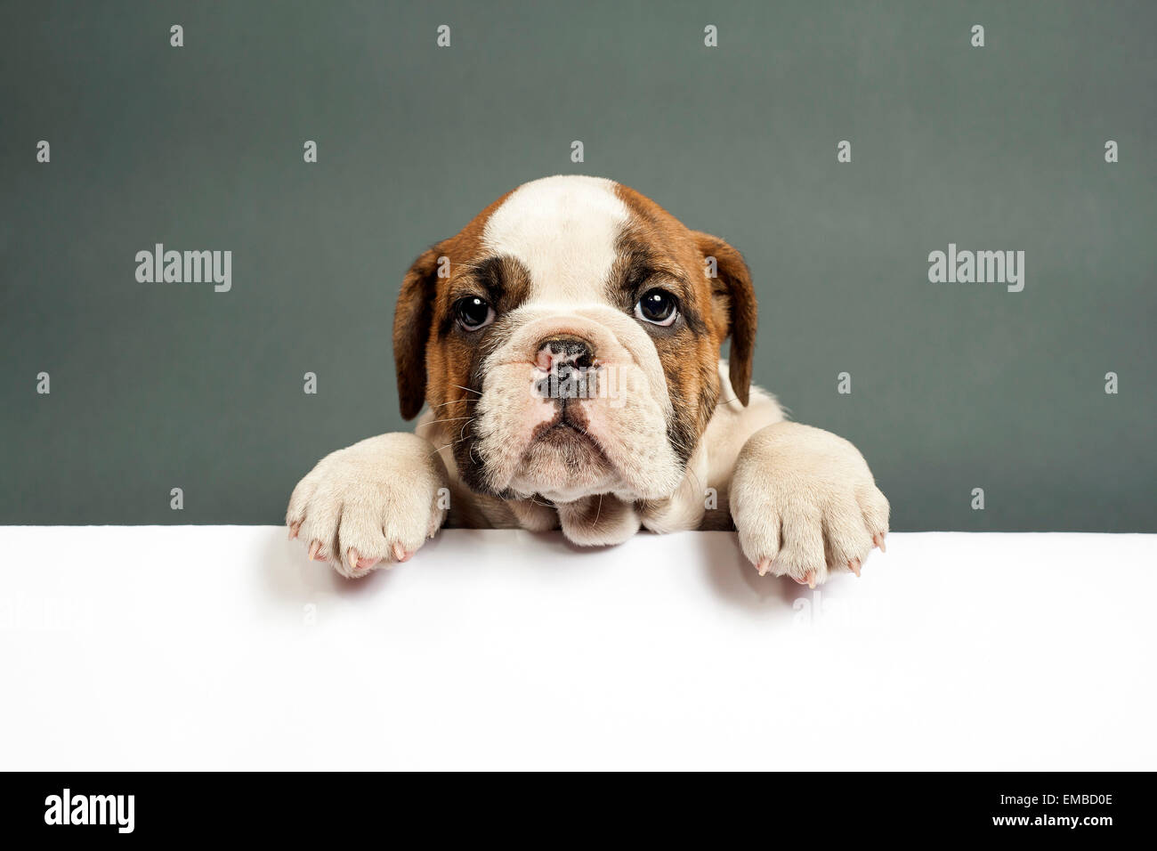 Lindo cachorro bulldog inglés con patas en un tablón de mensajes . Foto de stock