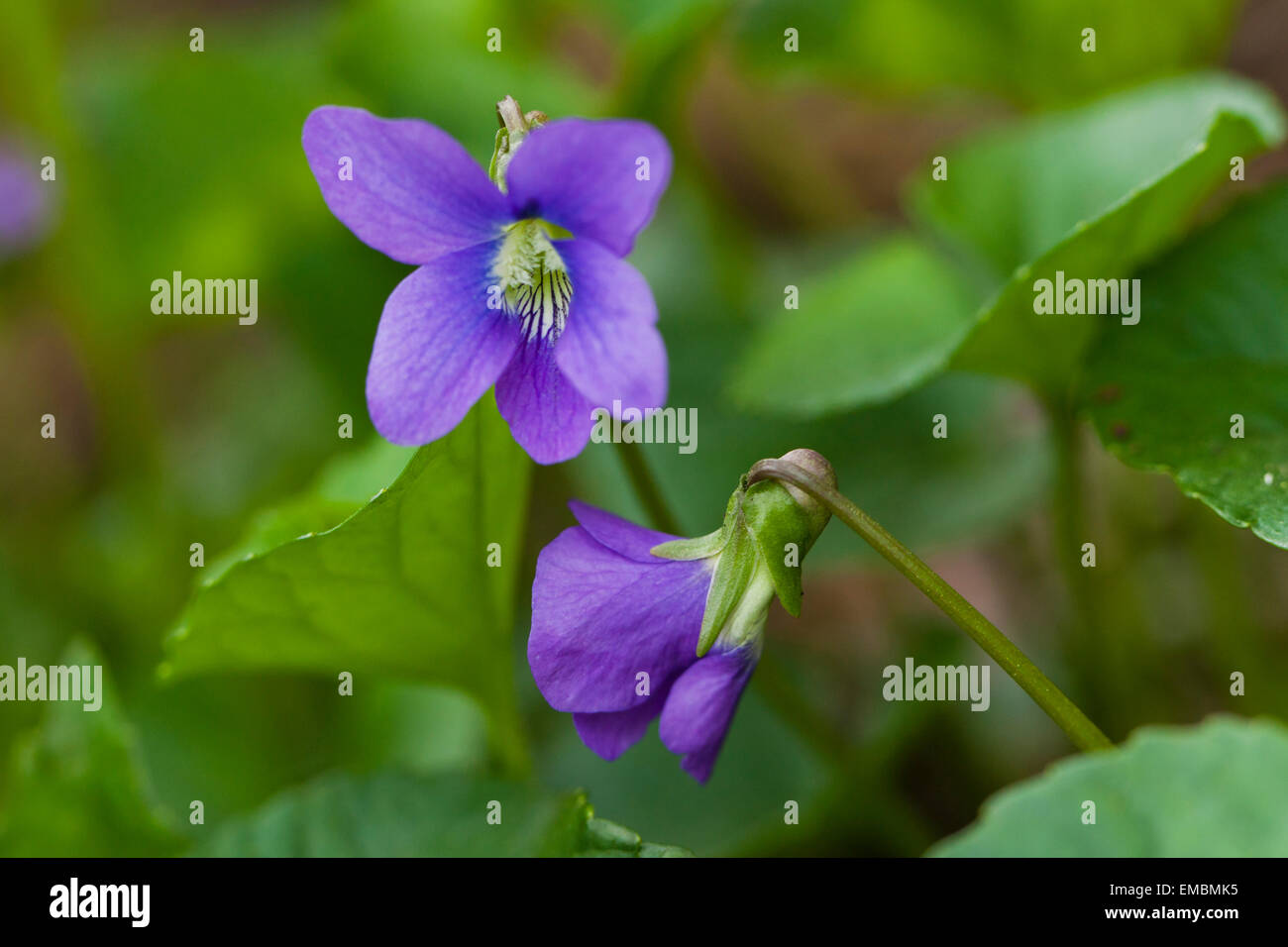 Flor violeta salvaje fotografías e imágenes de alta resolución - Alamy