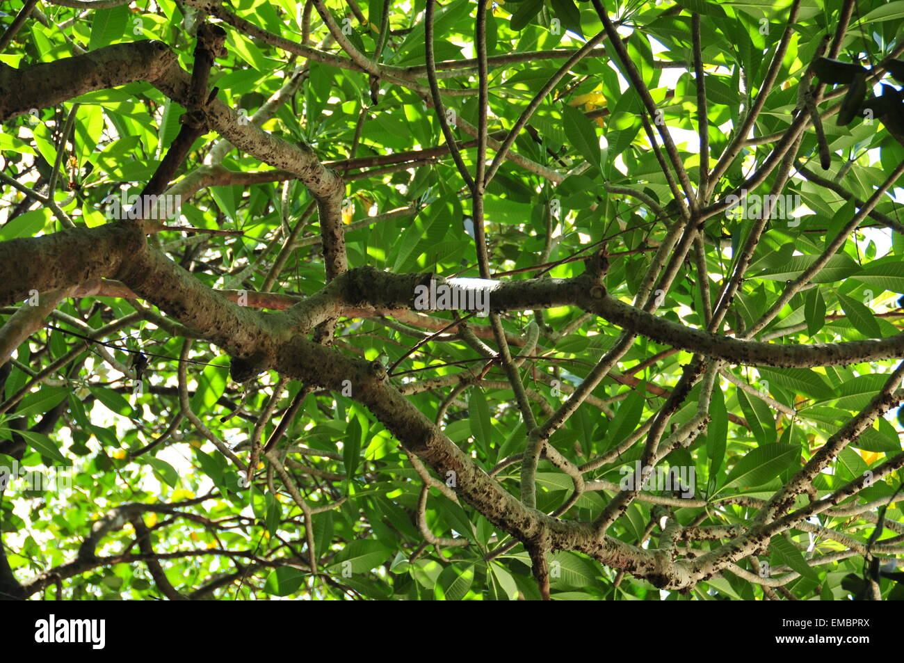 Un hermoso árbol de ramas. Foto de stock