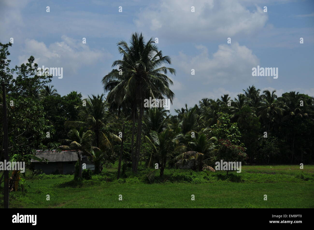 Hermoso cielo y verde campo de arroz Foto de stock