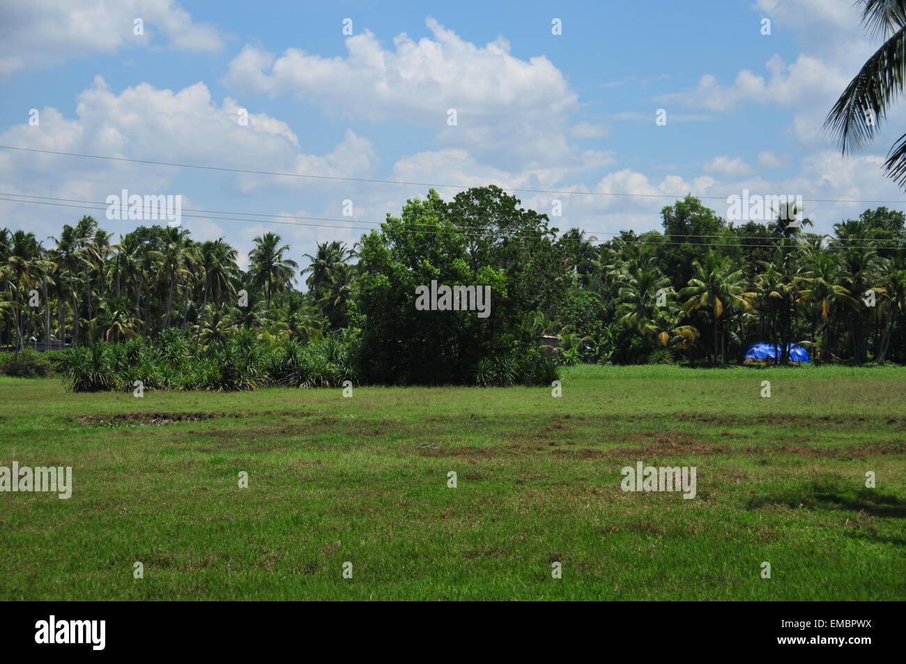 Hermoso cielo y verde campo de arroz Foto de stock