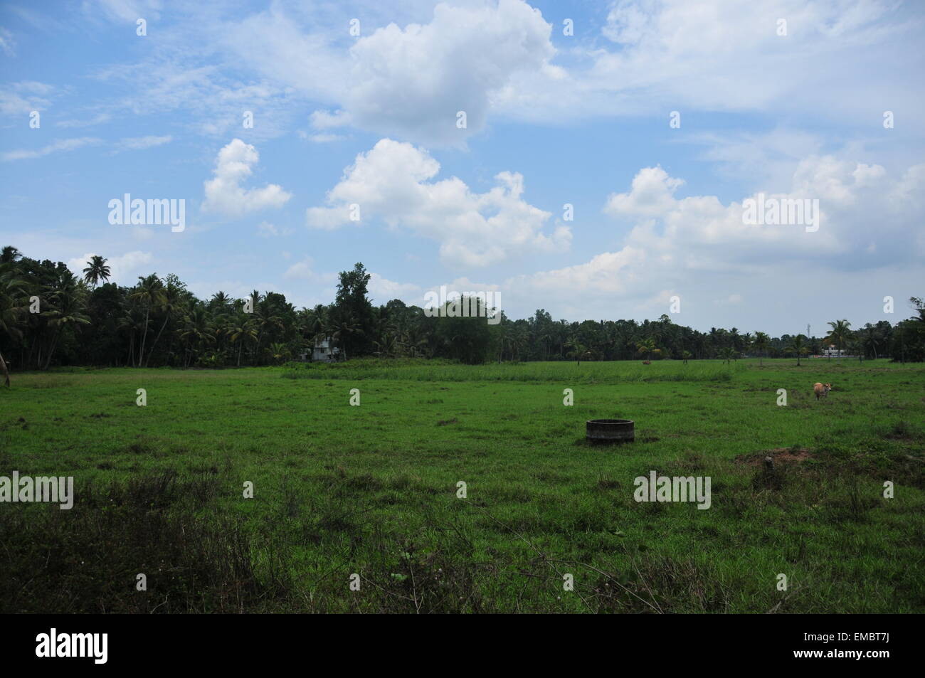 Hermoso cielo y verde campo de arroz Foto de stock