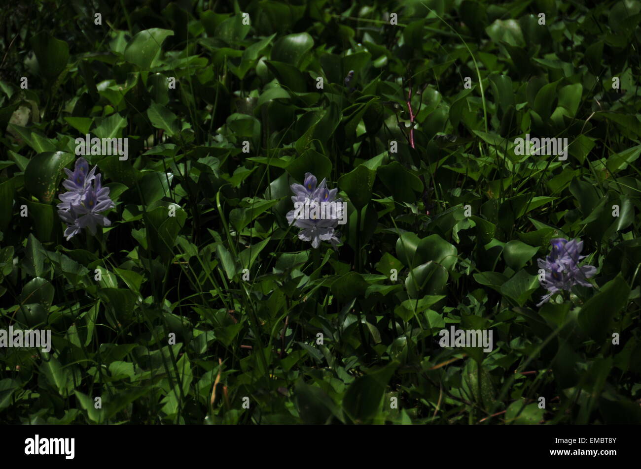 Tres Jacinto Violeta flor con fondo verde espeso. Foto de stock