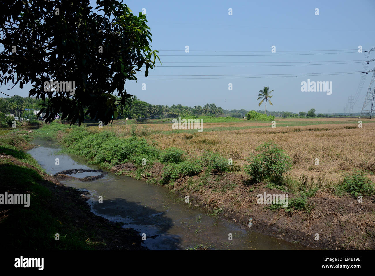 Hermosa vista de remansos y plantas de coco Foto de stock