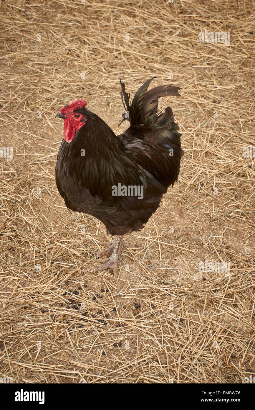 Barnyard Rooster, Easton, Pennsylvania, EE.UU. Foto de stock