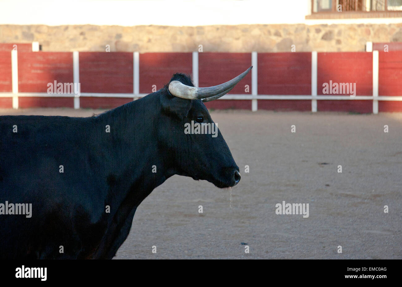 Corrida de toros el día de formación a fin de seleccionar animales para criar toros bravos Foto de stock