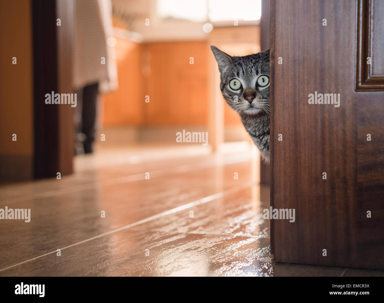 Gato atigrado escondiéndose detrás de una puerta en casa Fotografía de