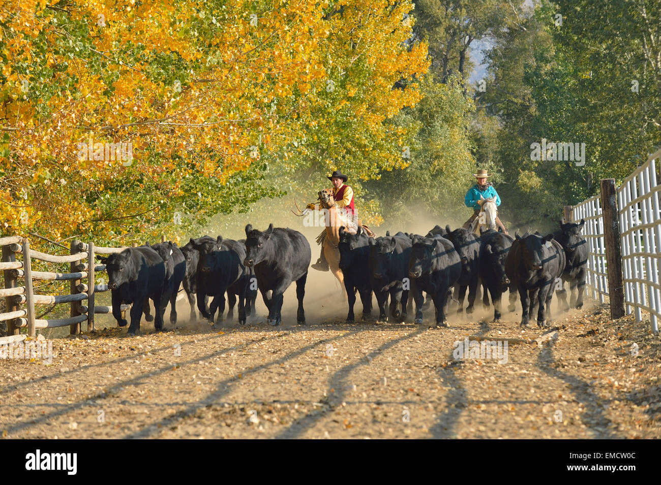 Ee.Uu., Wyoming, Cowboy y cowgirl en caballo y arrear ganados Foto de stock