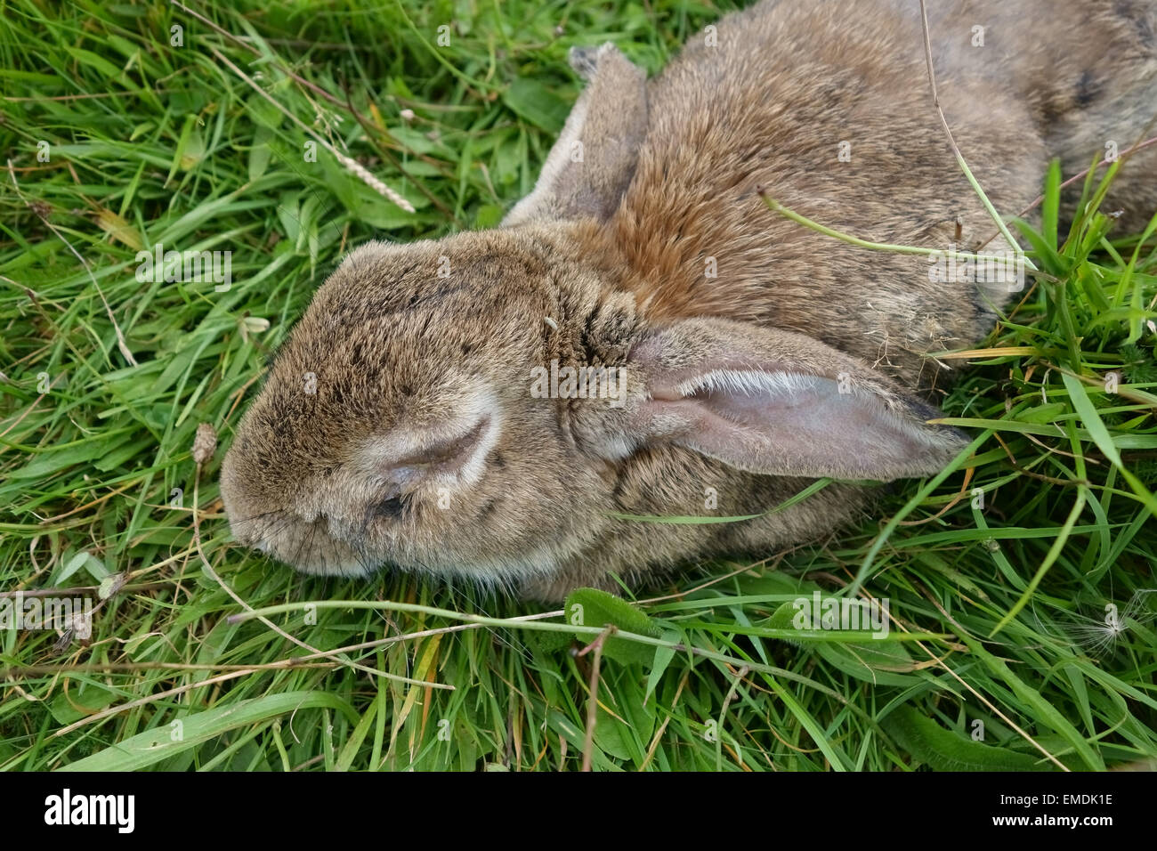 Un conejo europeo severamente afectados por mixomatosis inerte con los ojos hinchados Foto de stock