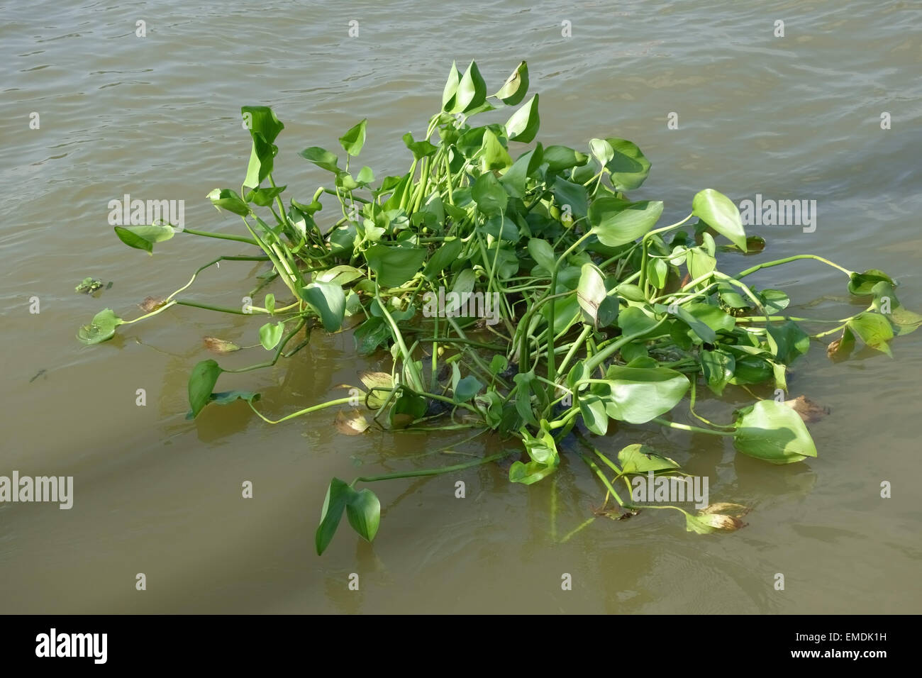 Flotando jacinto de agua, Eichhornia crassipes, flotando en el río Chao Phraya y una maleza invasora de obstrucción de las vías navegables Foto de stock