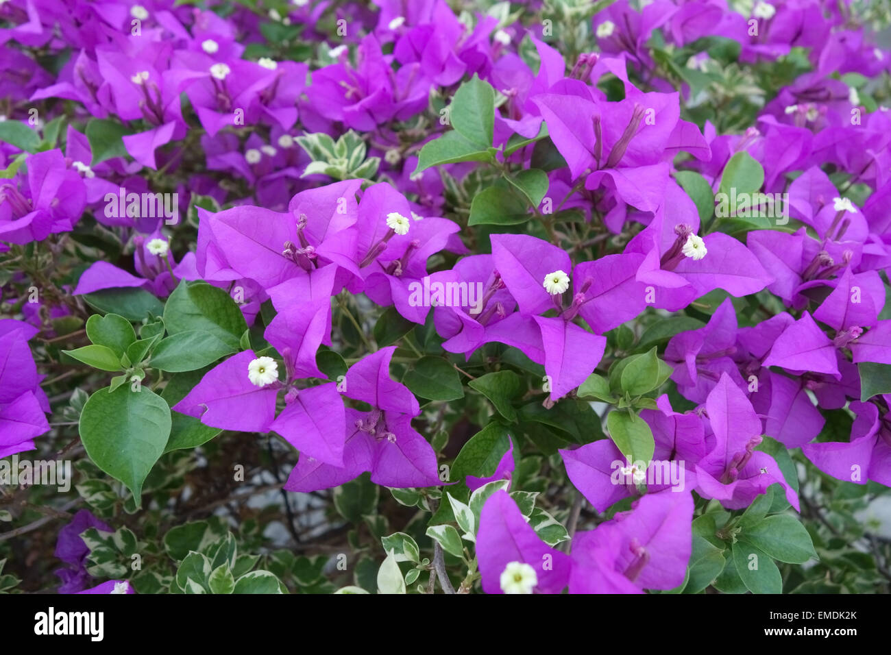 Flores púrpura de Bougainvillea glabra y escalador ornamentales en Bangkok, Tailandia, febrero Foto de stock